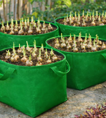 Bulb Multiplication Grow Bags