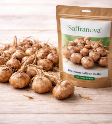 Saffron Bulbs (Trial Grade) - 1 Kg